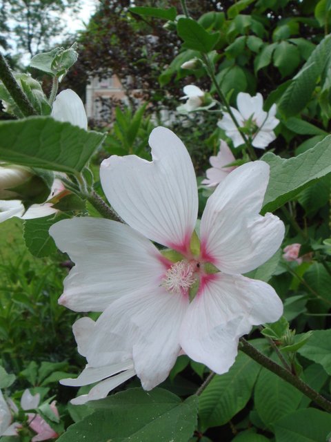 Lavatera thuringiaca 'Barnsley' fleur